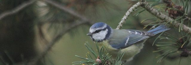 Nourrir les oiseaux