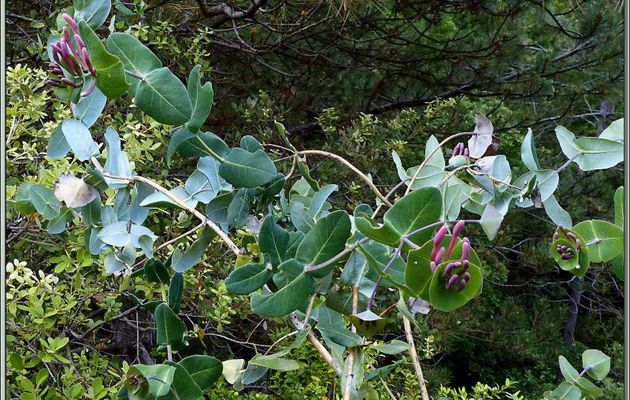 Randonnée au Congost de Mont-Rebei : Chèvrefeuille Etrusque (Lonicera etrusca) - Aragon/Catalogne - Espagne