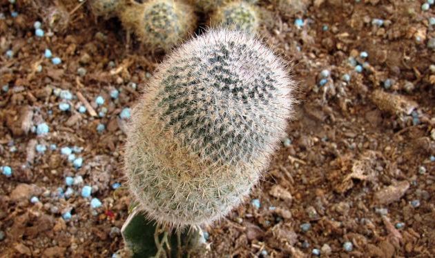 Proverbes réconfortants et citations motivantes (5)