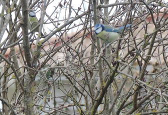la mésange du jour !