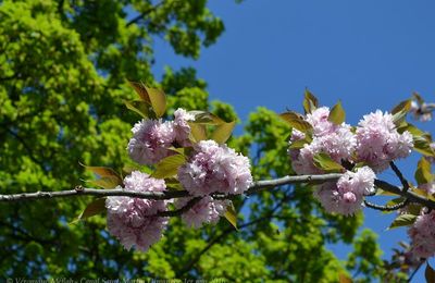 Canal Saint-Martin :  A l'ombre des cerisiers en fleurs ...