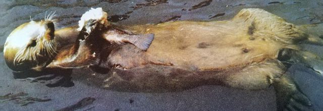 La loutre de mer