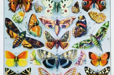 Papillons (Pierre Menanteau)