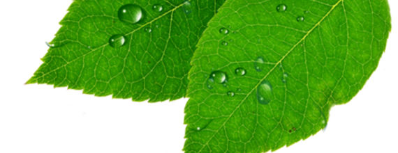 ѼVegetation