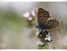 L'Azuré du thym / Baton Blue (Pseudophilotes baton) - Lycaenidae