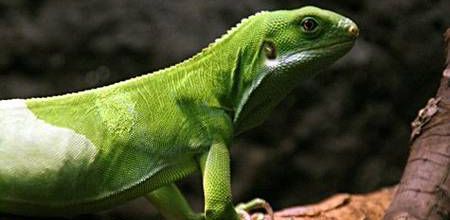 Brachylophus fasciatus