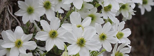 Les grimpantes au jardin - 2 -les clématites