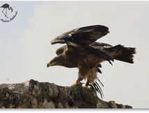 Aigle des steppes - Aquila nipalensis - Steppe Eagle