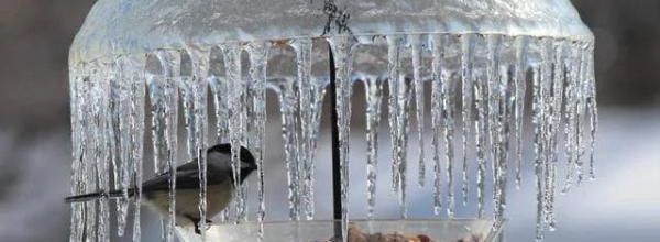 Après une nuit de gel