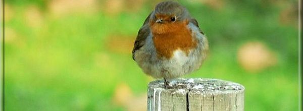 Petit rouge-gorge