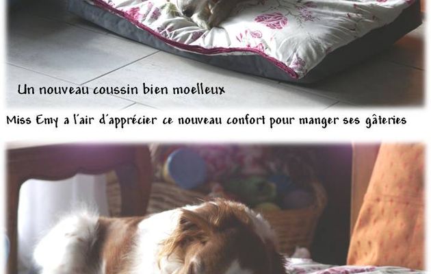 Je suis envahie... par les crocus cette année...