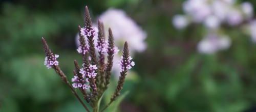 verbena hastata pink spires