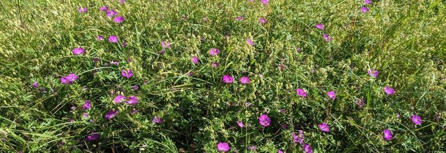 Nos fleurs du jardin 