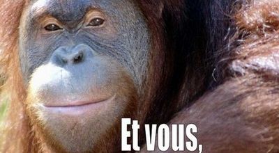 Nous sommes tous des animaux ... 