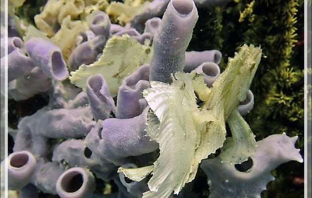 Petite famille de Poissons-scorpion feuille jaune, Leaf scorpionfish, Leaf fish, Paper fish (Taenianotus triacanthus) sur Éponge en tube (Niphates sp ?) - Beangovo - Tsarabanjina - Mitsio, Madagascar