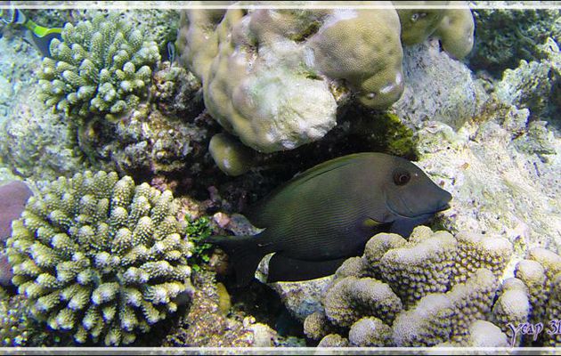 La tête sympathique du Poisson-chirurgien brun-noir, Dusky surgeonfish (Acanthurus nigrofuscus) - Athuruga - Atoll d'Ari - Maldives
