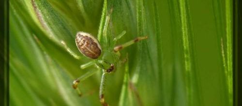 Diaea dorsata