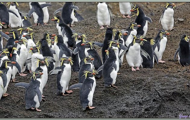 Encore des Gorfous de Moseley - Nightingale Island - Tristan da Cunha
