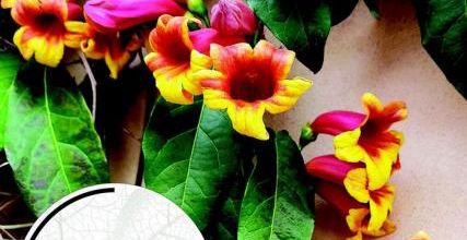 Les gagnants pour la fête des plantes de St Jean de Beauregard