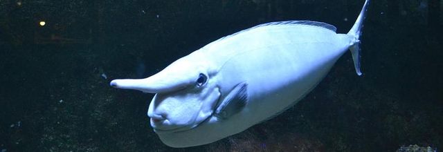 Palais de la Porte Dorée et l'Aquarium Tropical : Le Poisson Licorne