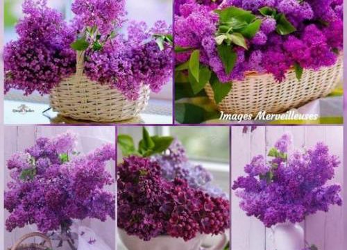 Le temps du lilas est revenu