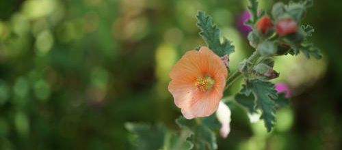 sphaeralcea 'childerley'