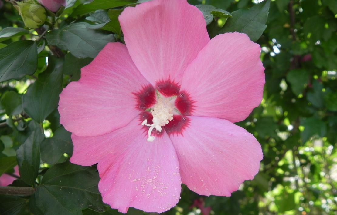 une fleur de Rose trémière