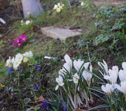 Déjà les derniers crocus