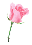 roses en png
