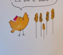 page 12 : le blé dur