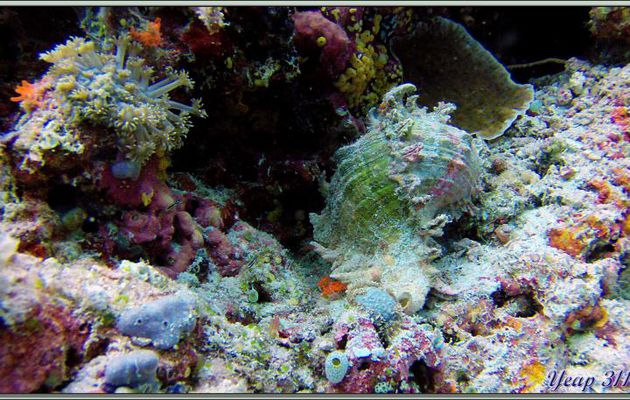 Murex rameux (Chicoreus ramosus) et Goniopore columna (Goniopora columna) - Dega Thila - Atoll d'Ari - Maldives