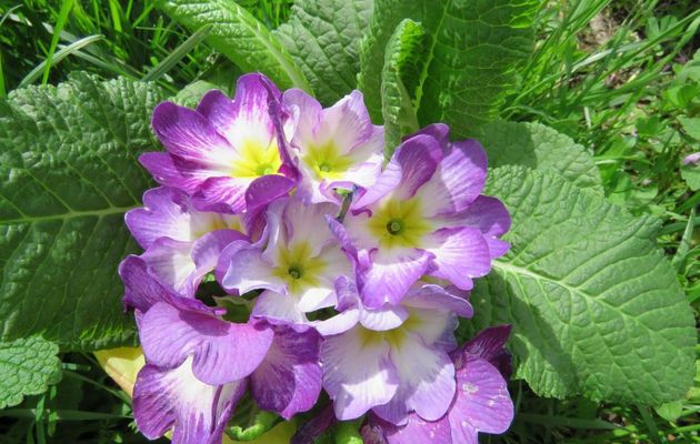 fleurs de mon jardin 