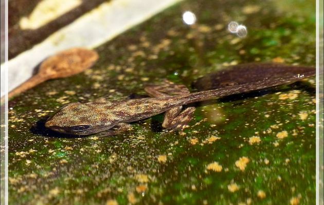 Les larves de batraciens de mon bassin auxiliaire (sans poisson) - Lartigau - Milhas - 31