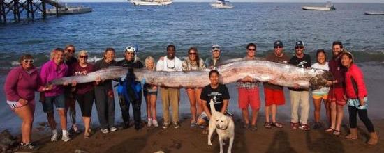 Un régalec géant pêché en Californie !