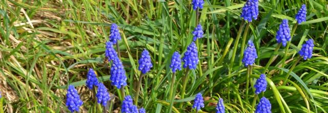  Muscari