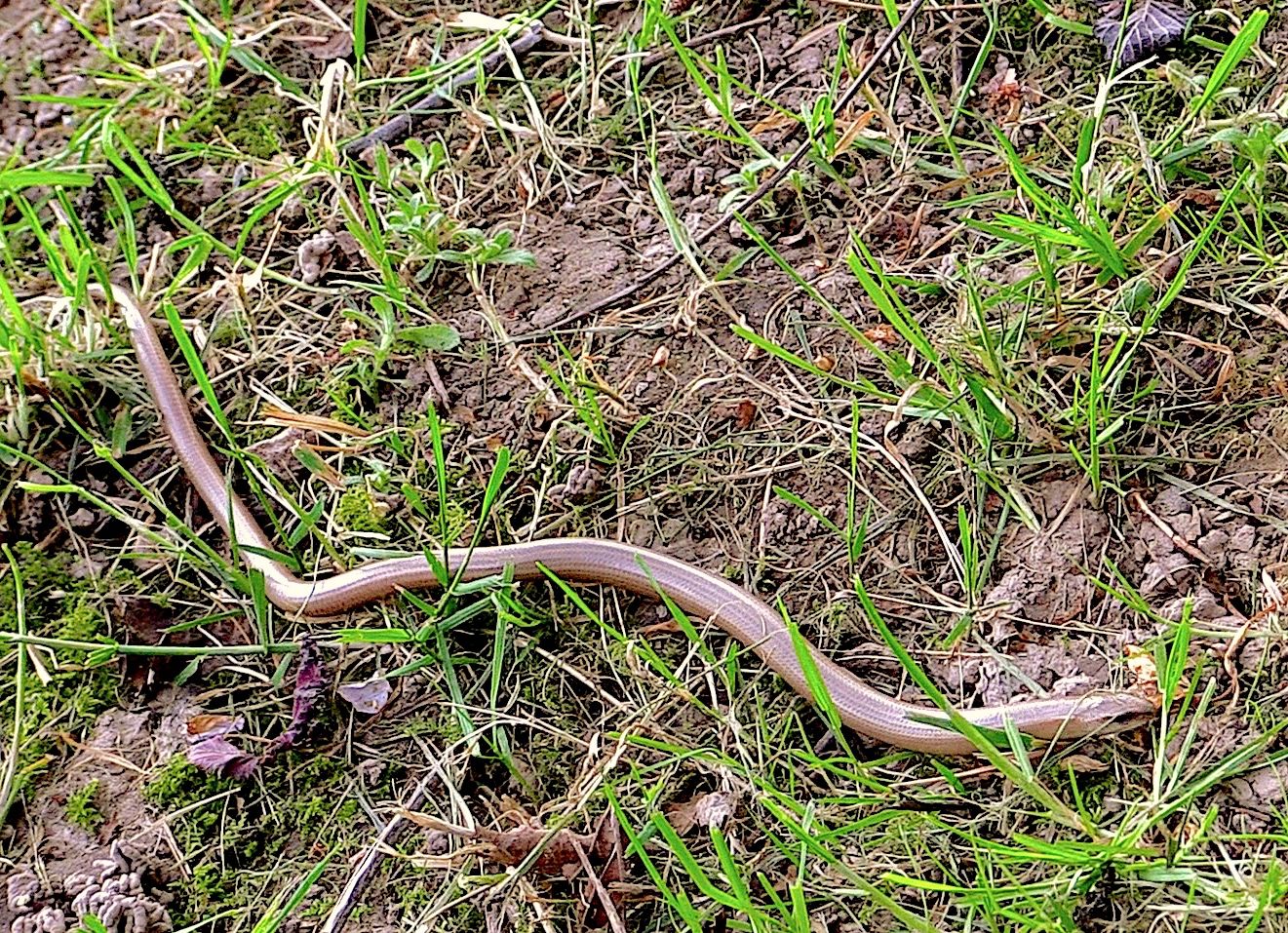 orvet, serpent de verre, philippe parolini loxiafilms