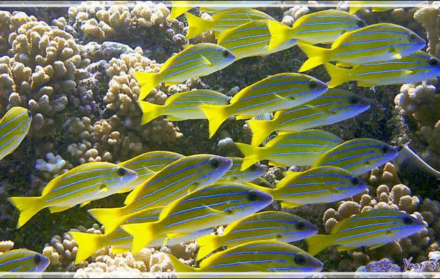 Lutjan à lignes bleues ou Vivaneau à raies bleues, Bluestriped snapper (Lutjanus kasmira) - Tumakohua (passe sud) - Atoll de Fakarava - Tuamotu - Polynésie française
