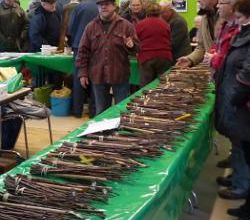 Le 12 février à l'Écomusée, greffage des arbres fruitiers
