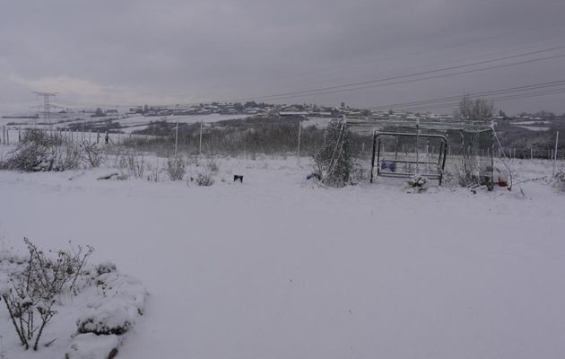 CE MATIN, SURPRISE