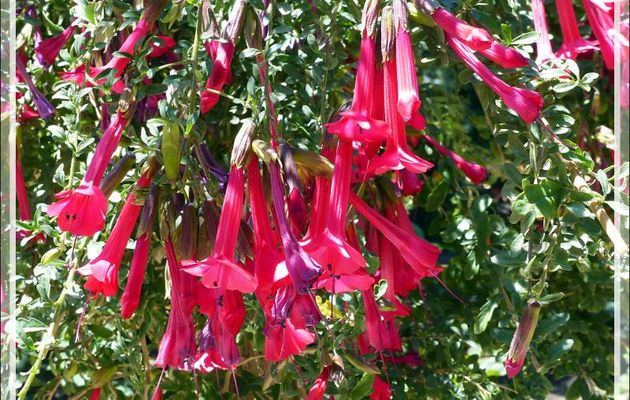 Dans le jardin du Monasterio de Santa Catalina (Couvent de Sainte Catalina) : la fleur emblème du Pérou, la Cantuta ou fleur de l'Inca - Aréquipa - Pérou