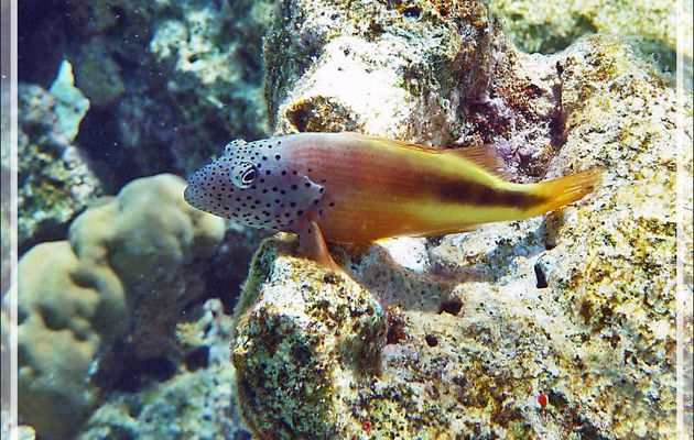 Poisson-faucon de Forster ou à taches de rousseur, Épervier à bande noire ou à tête ponctuée, Forster's hawkfish, Blackside hawkfish (Paracirrhites forsteri) - Moofushi - Atoll d'Ari - Maldives
