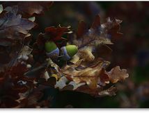 Feuilles de chêne et ses fruits...