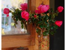 Dernières roses