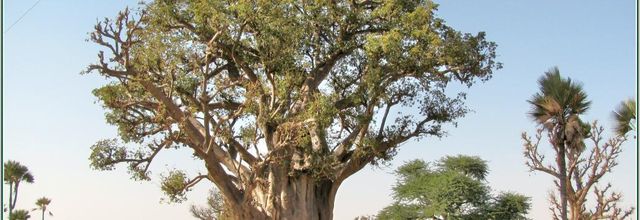 LES BAOBABS DU SENEGAL 