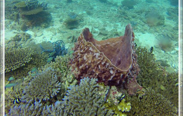 Eponge-baril (Xestospongia testudinaria) - Nosy Mitsio - Madagascar