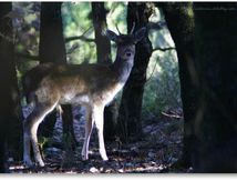 Cerfs et biches à Coulondres...
