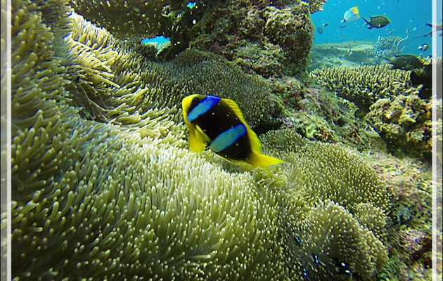 Poisson-clown de Madagascar, Madagascar anemonefish (Amphiprion latifasciatus) - Nosy Mitsio - Madagascar
