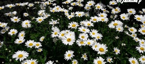 Le parterre de marguerites de notre jardin...
