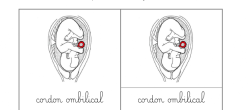 Anatomie de la grossesse 
