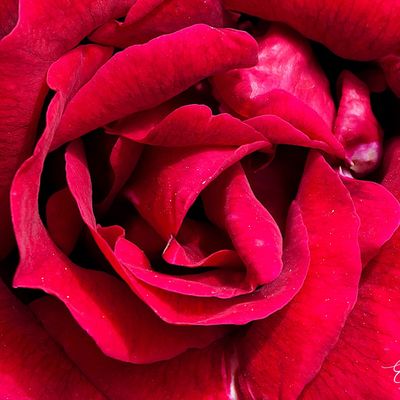 Le jardin et ses fleurs